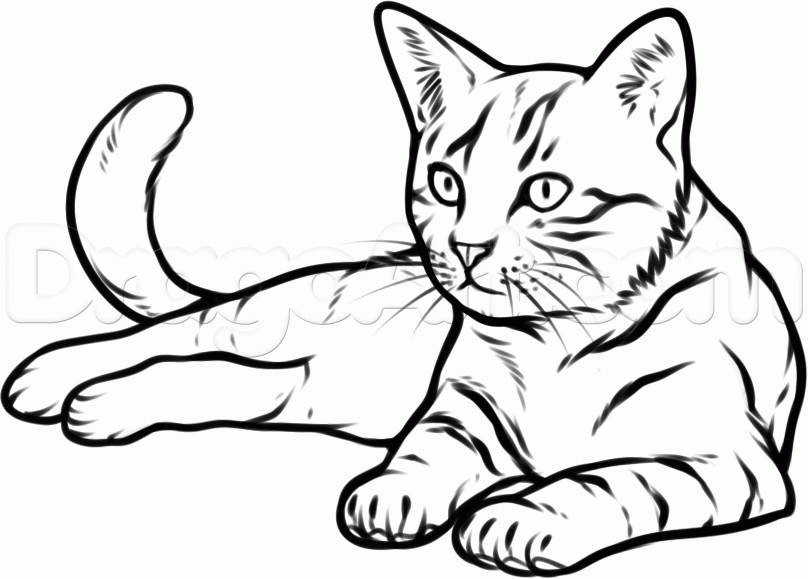 How To Draw A Cat, Step by Step, Pets, Animals, FREE Online 