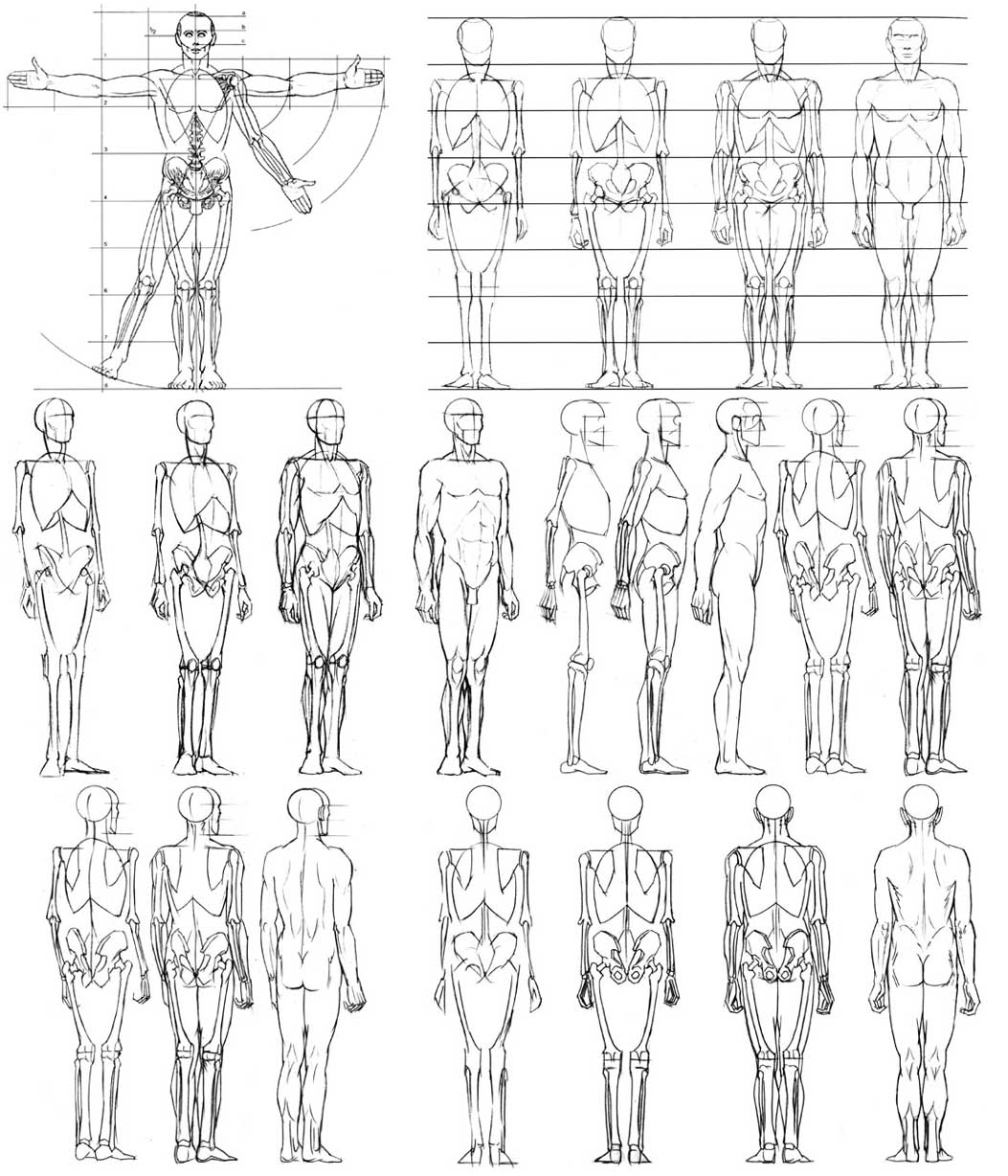 Woman Human Body Anatomy Body White Drawing Sketch Stock Illustration -  Illustration of legs, profile: 36146964