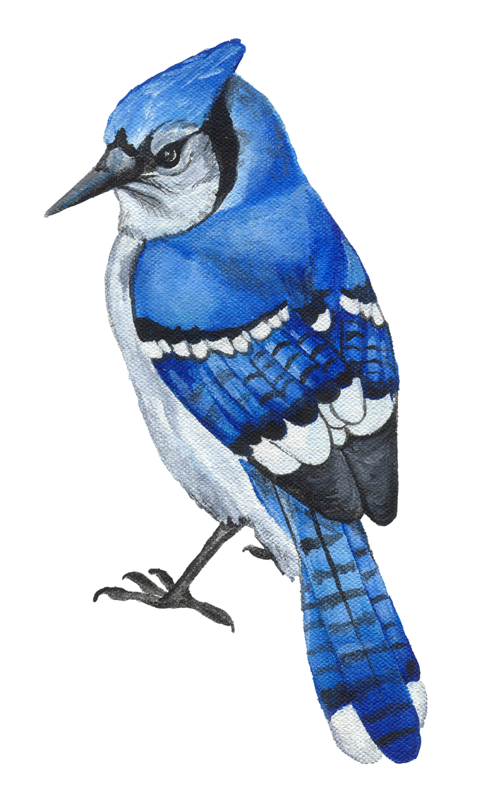 flying drawing blue jay bird - Clip Art Library