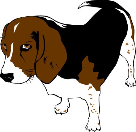 Beagle Dog Breed Guide - Characteristics, Temperament & Care