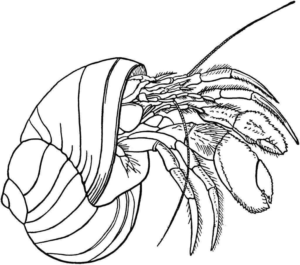 Hermit Crab Clip Art - Clipart library