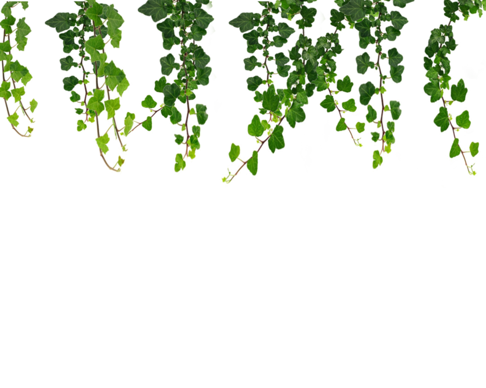 Hanging vines leaf png images free download