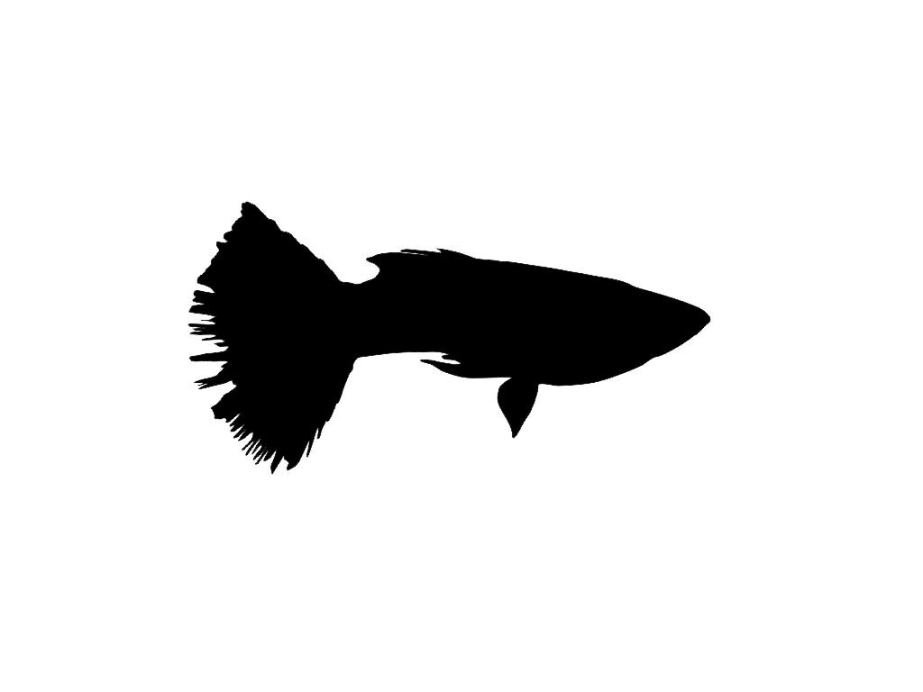 Popular items for fish silhouette on Etsy