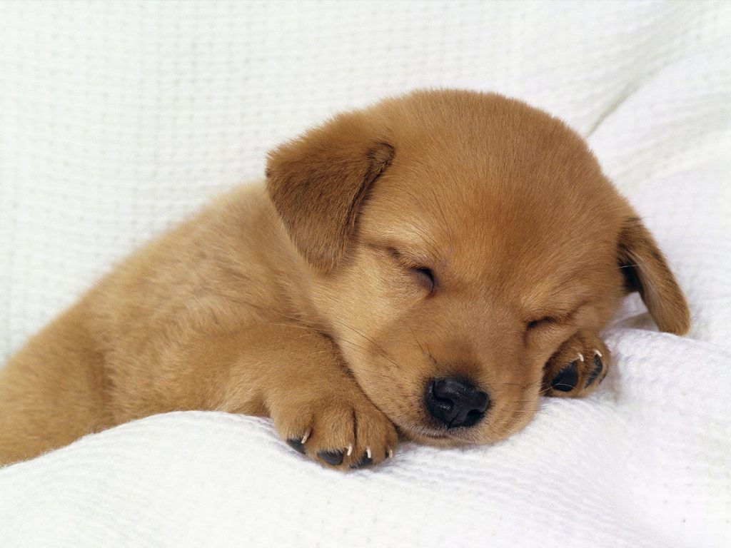 Cute Little Puppies Wallpapers  Top Free Cute Little Puppies Backgrounds   WallpaperAccess