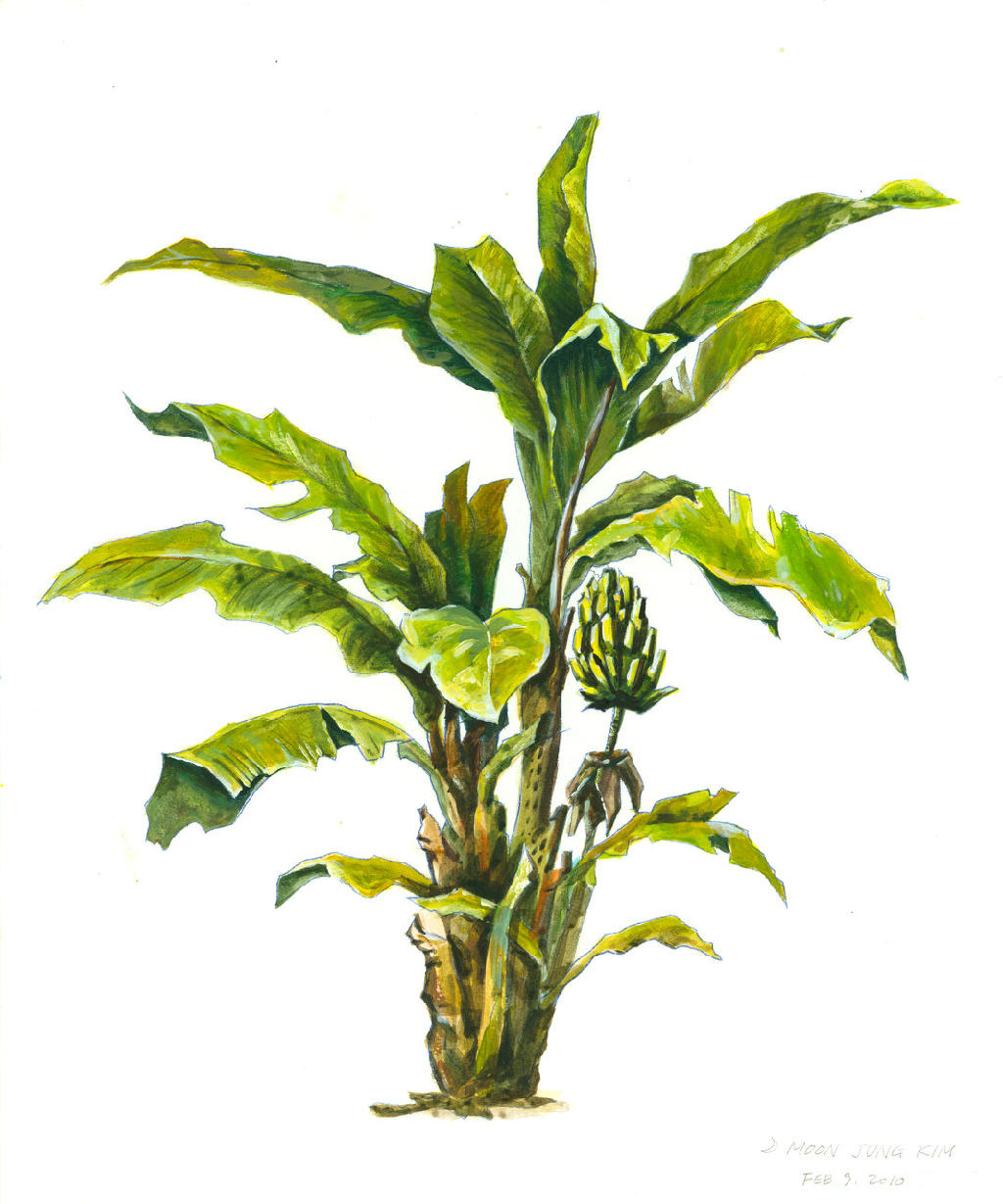 Banana tree stock vector. Illustration of grass, fresh - 130236247-saigonsouth.com.vn
