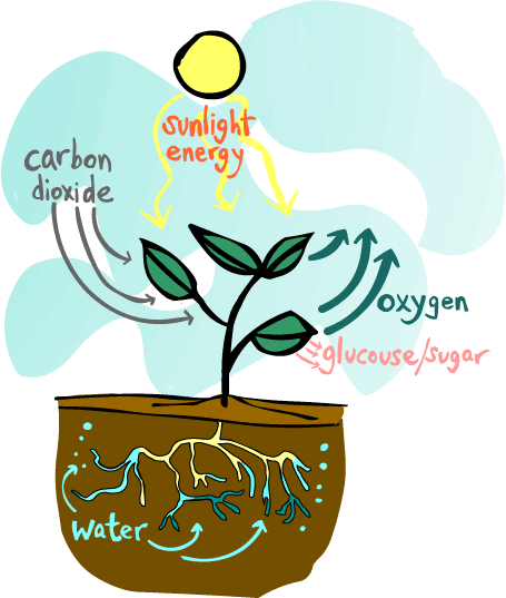 How Photosynthesis Works: Plant Energy Conversion Explained