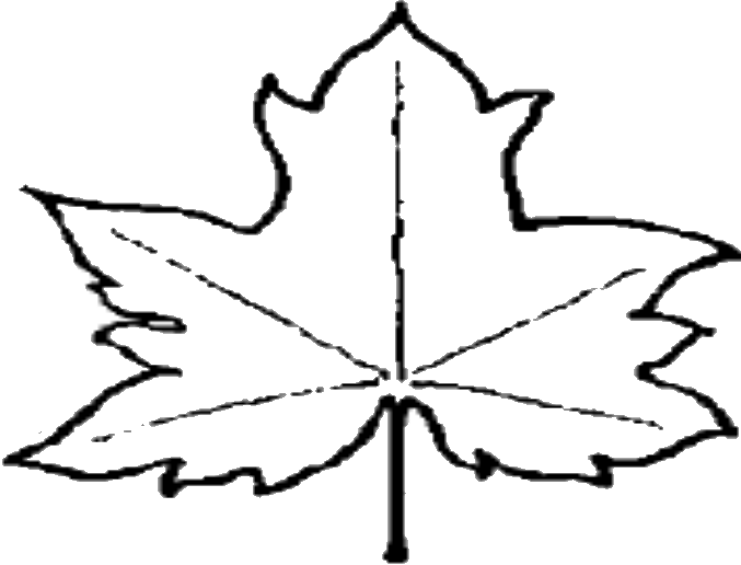 File:Leaf outline.png - Wikipedia, the free encyclopedia