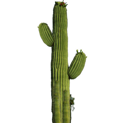 Cactus Vector Plant Cactos Desenho Fofos Png - Clip Art Library