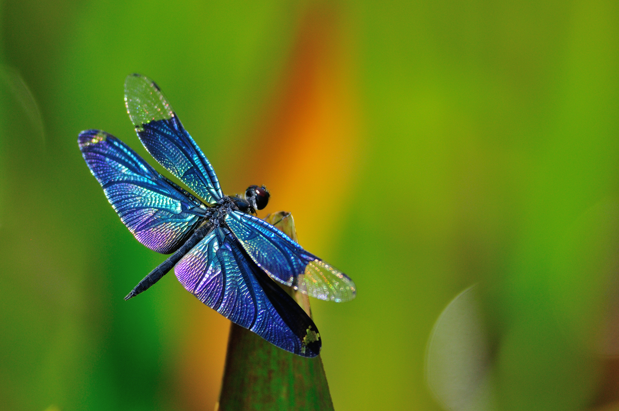dragonfly-background-clip-art-library