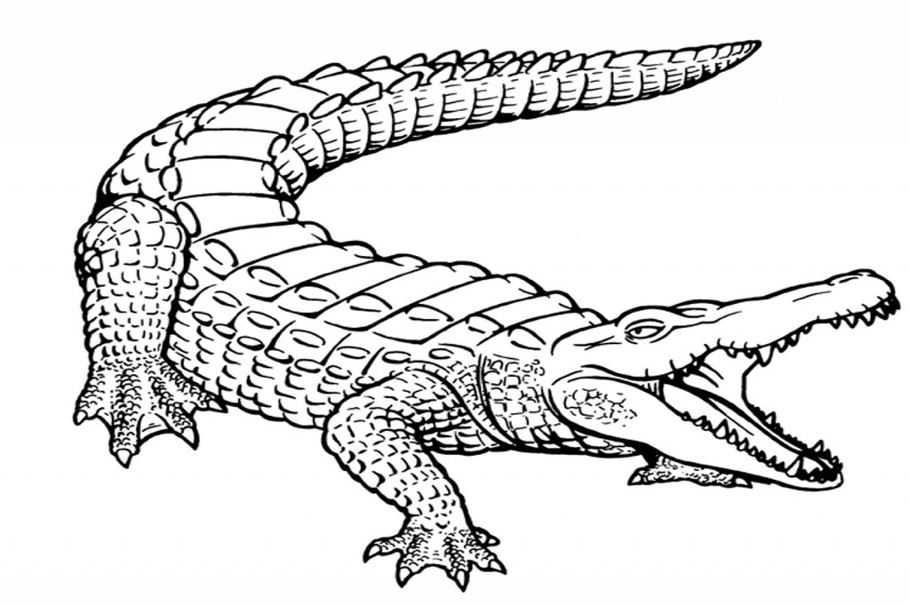 Free Printable Alligator Coloring Pages For Kids | Coloring Pages 