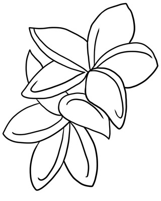 Plumeria Flower Line Art - Free Coloring Page & Botanical Illustration