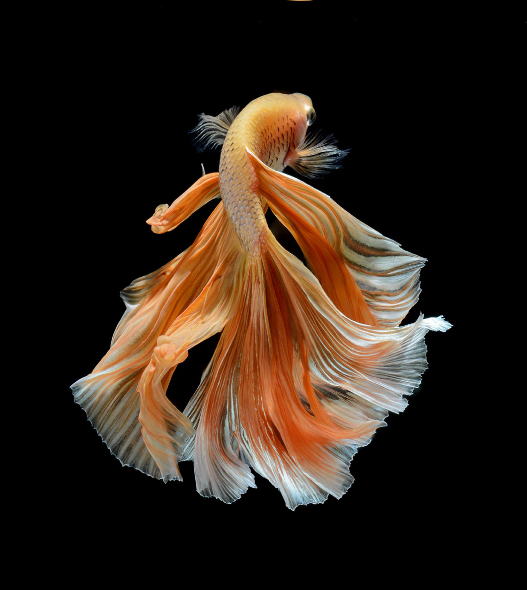 Orange White Clown Fish Is Swimming Near Corals Underwater 4K HD Fish  Wallpapers | HD Wallpapers | ID #97405