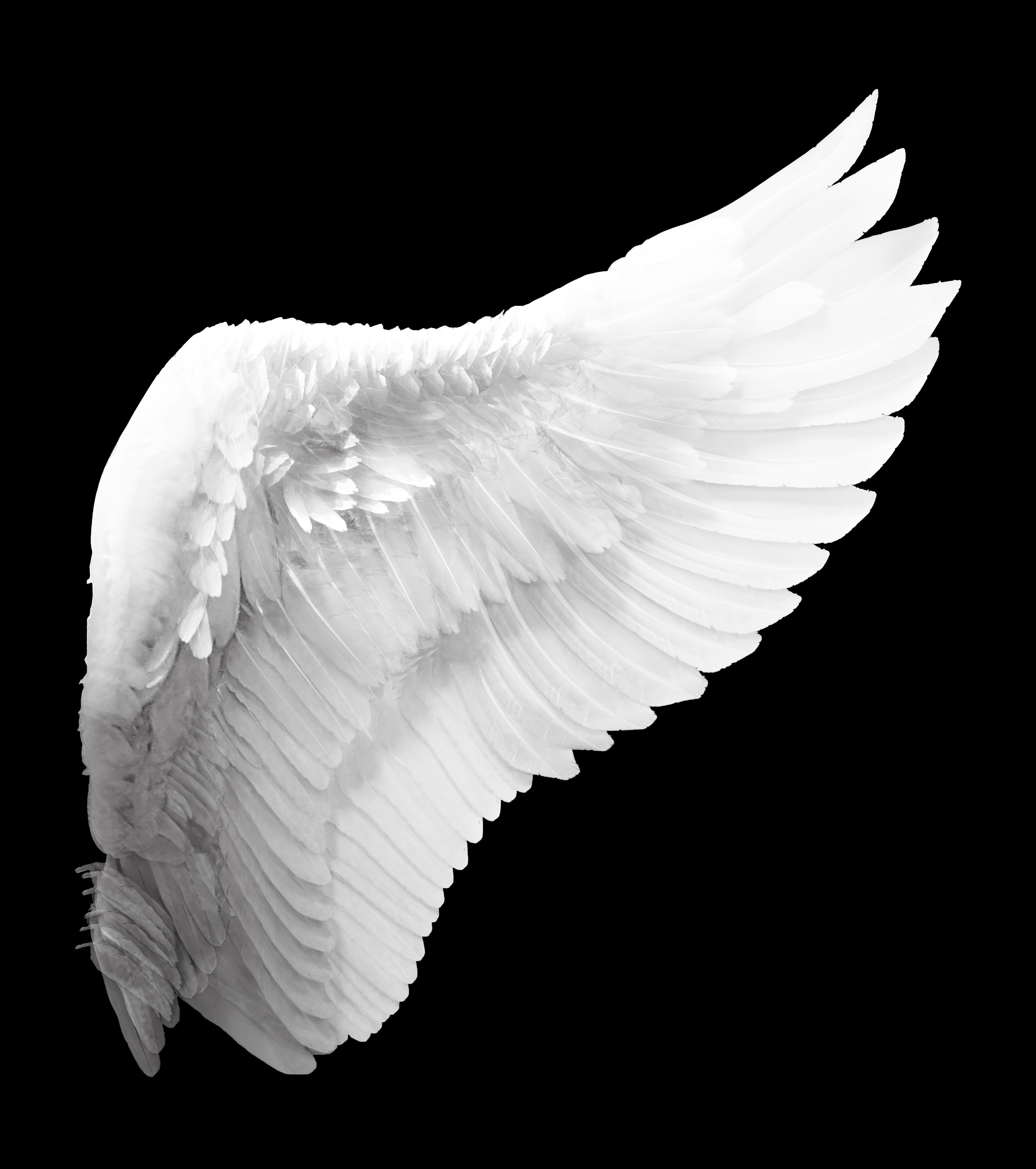 white angel wing - Clip Art Library