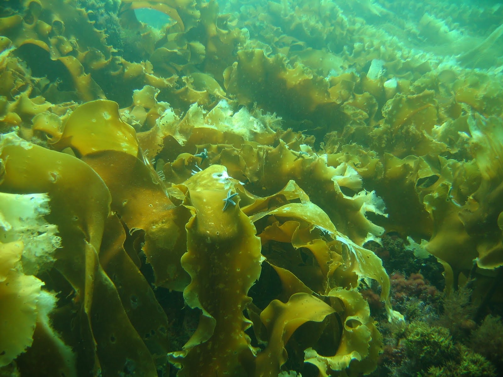 Почему водоросли растут в воде. Морские водоросли ламинария. Водоросль морская капуста ламинария. Морская капуста – Laminaria. Ламинария японская (морская капуста) - Laminaria japonica.