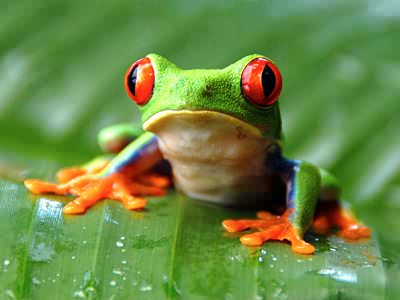 Red-Eyed Tree Frog - Striking Amphibian in Tropical Rainforest Habitat
