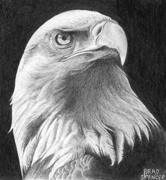 Free Eagle Head, Download Free Eagle Head png images, Free ClipArts on ...