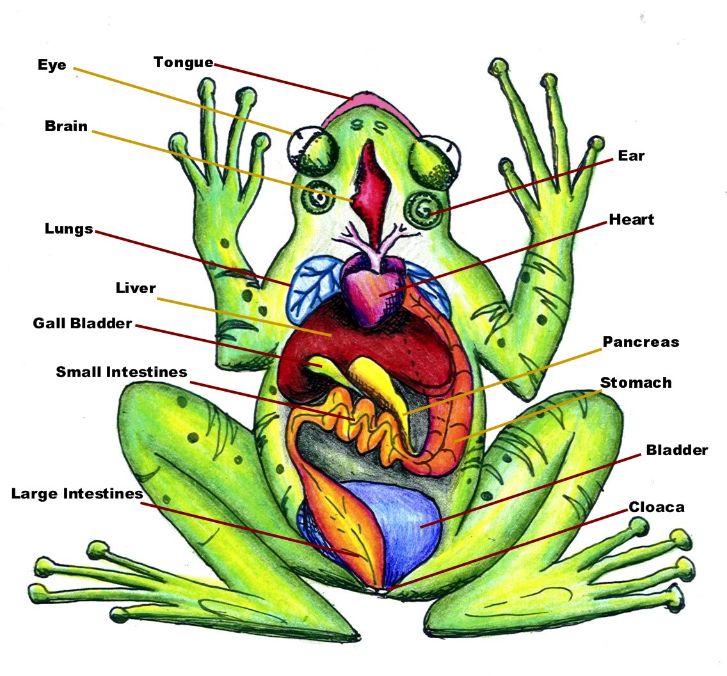 Diagram of Frog Anatomy: Huge Color Image