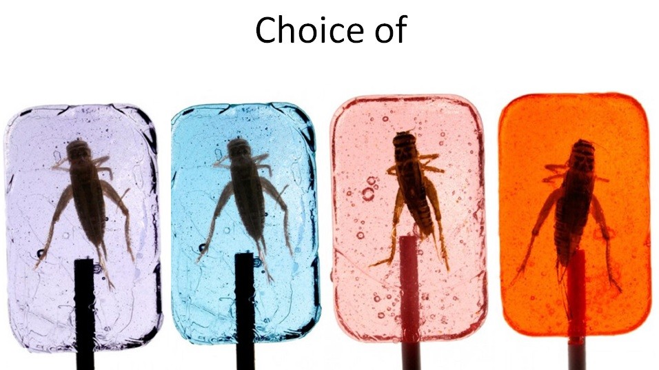 Edible Insect Lollipops - Sustainable Snacking with Crickets