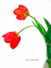 Two vibrant red tulips in a clear glass vase against a white background, with green stems and leaves.