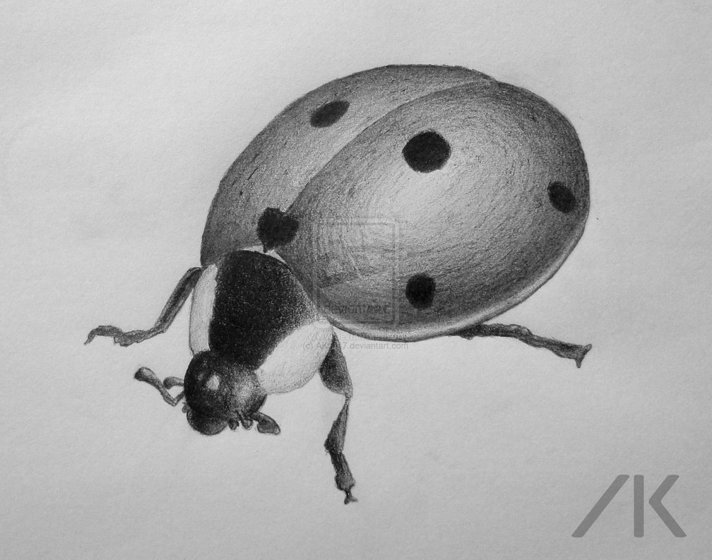 Попрыгунчик насекомое карандашом