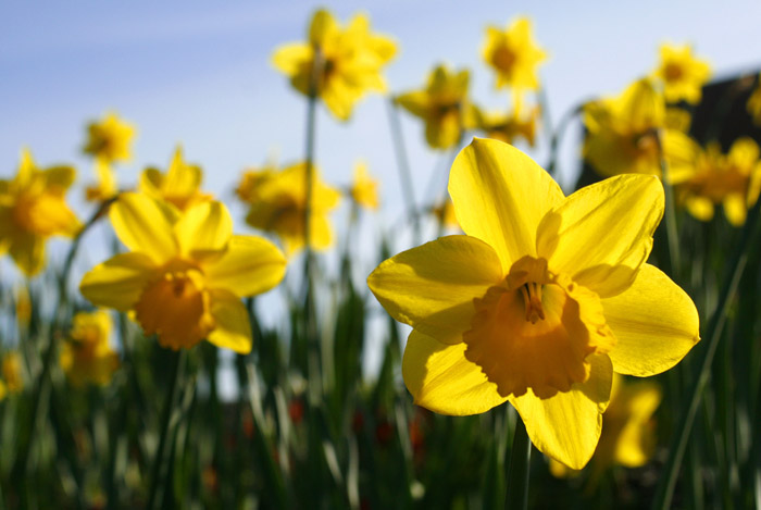 File:Spring daffodils.jpg - Wikimedia Commons