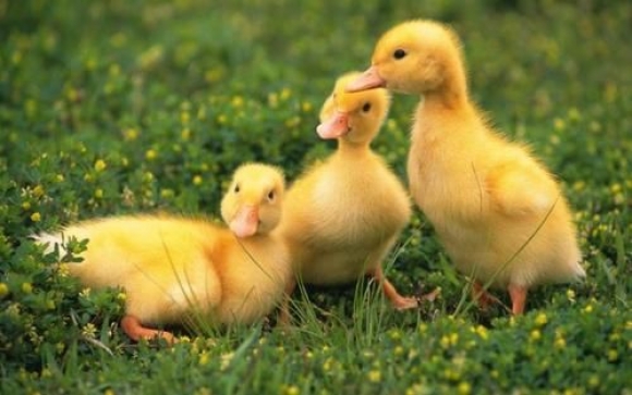 Three fluffy yellow ducklings standing and resting on a grassy field dotted with tiny yellow flowers.