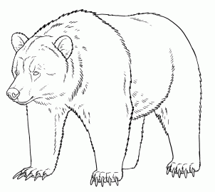 Polar brown bear grizzly and panda sketch Vector Image