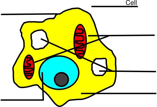 Animal Cell Diagram Unlabeled - Clipart library