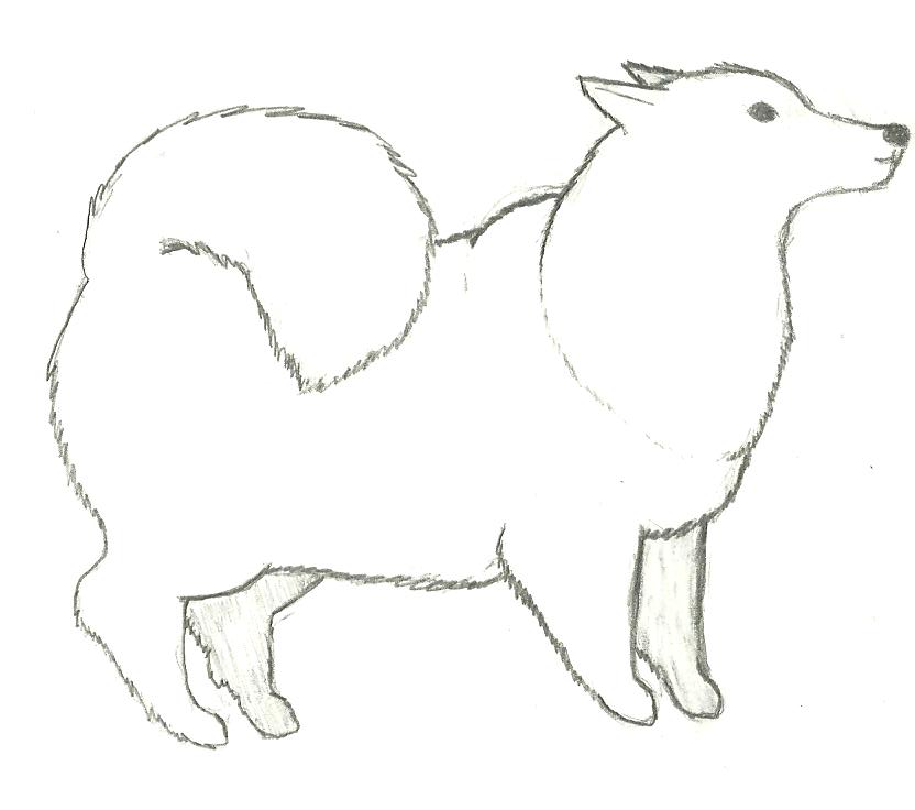 Fluffy White Dog Sketch - Samoyed or Arctic Breed Illustration
