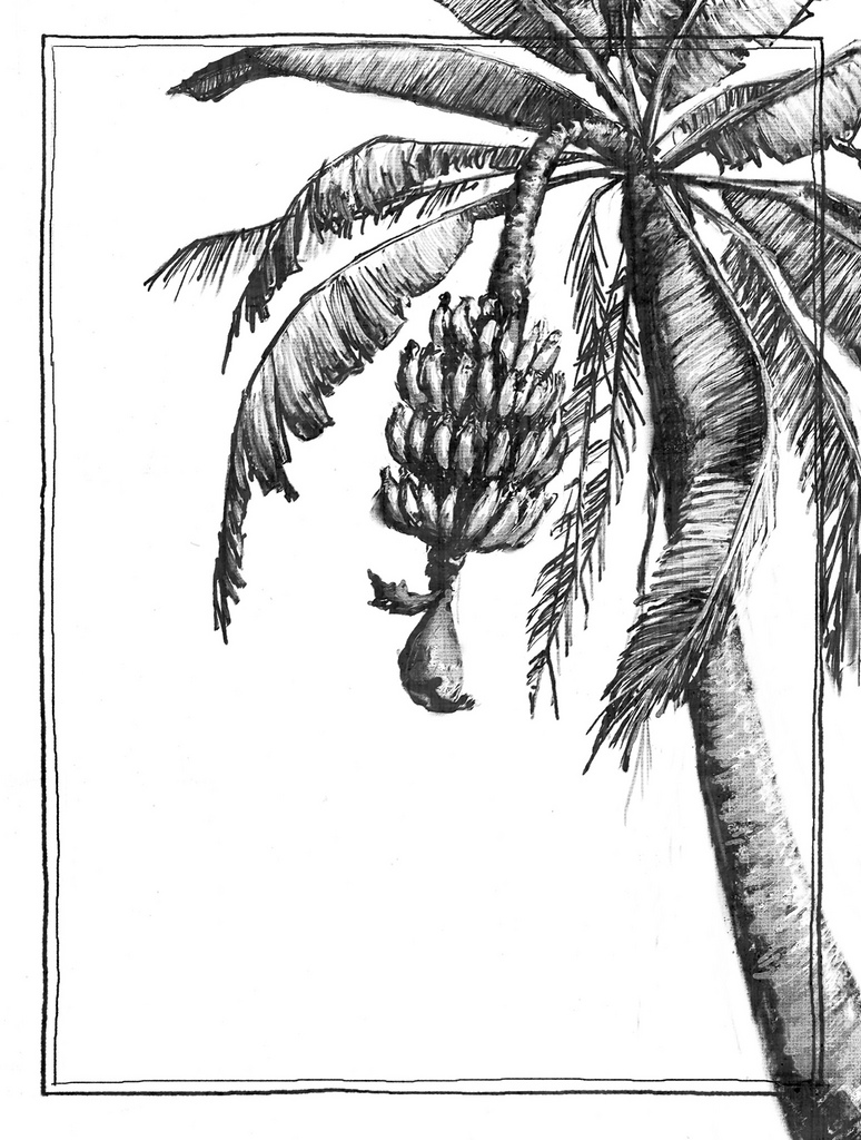 outline banana tree drawing - Clip Art Library