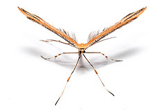 Plume Moth (Pterophoridae) - Close-Up Photography & Identification