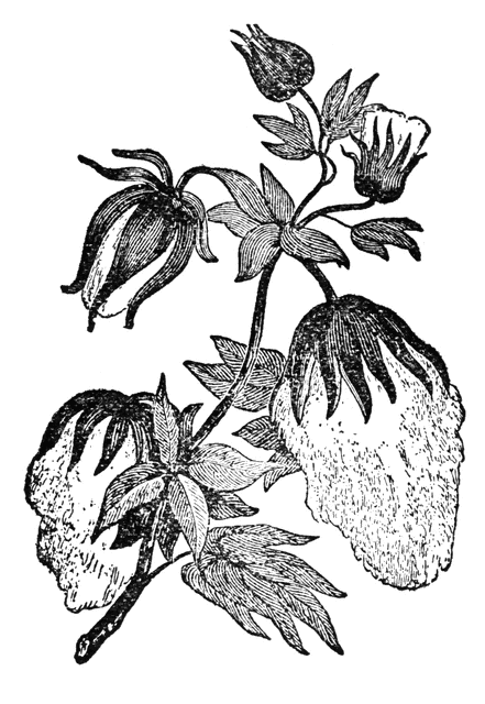 Cotton Plant Stem Leaves Watercolor Illustration Stock Illustration  2216118511 | Shutterstock