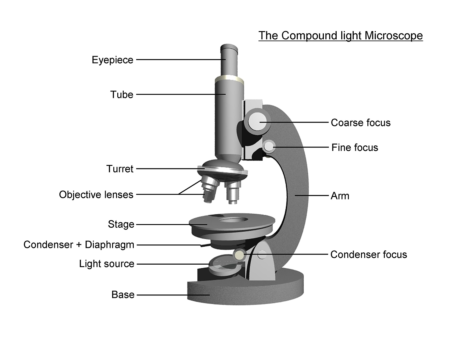 simple light microscope labeled - Clip Art Library