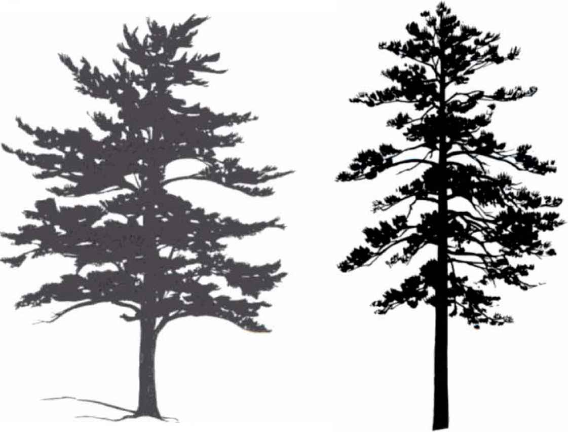 Tree Silhouettes - Small Tree - Medicinal Plants Archive