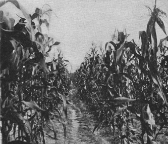 Vintage Cornfield Path - Historical Agricultural Photography