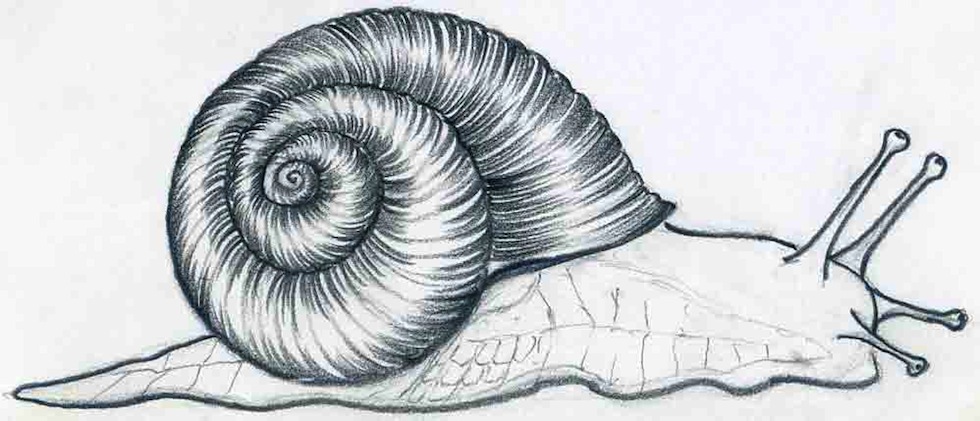 Hand drawn snail. sketch, vector illustration. • wall stickers wildlife,  wild, white | myloview.com