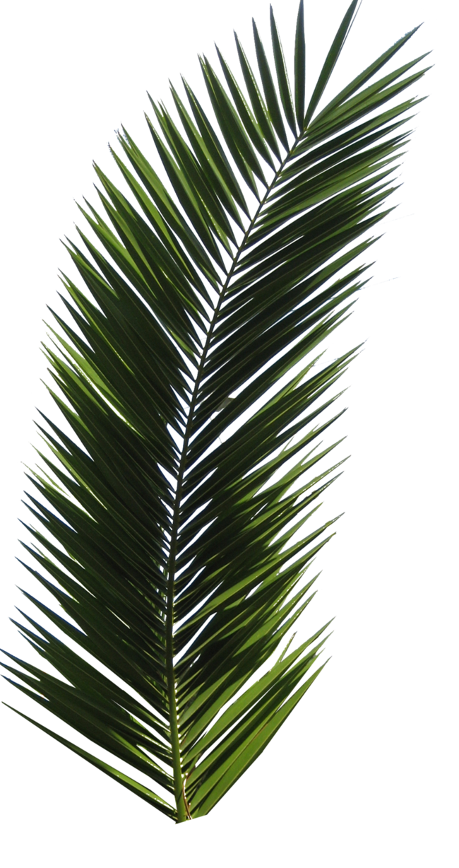 Palm Tree Tube Stock VI PNG by digitaltwist on Clipart library