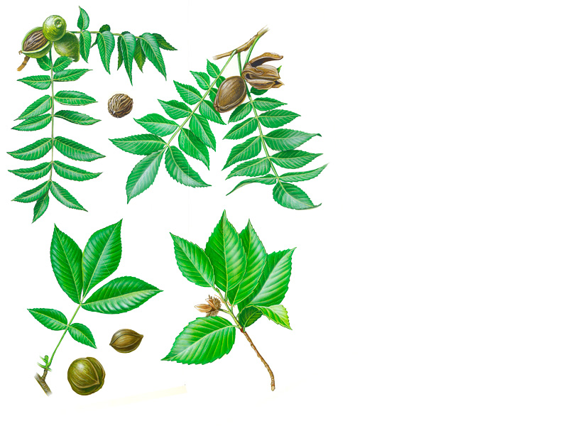 Botanical illustration of walnut tree parts: green leaves, unripe and ripe nuts, and husks in various stages.