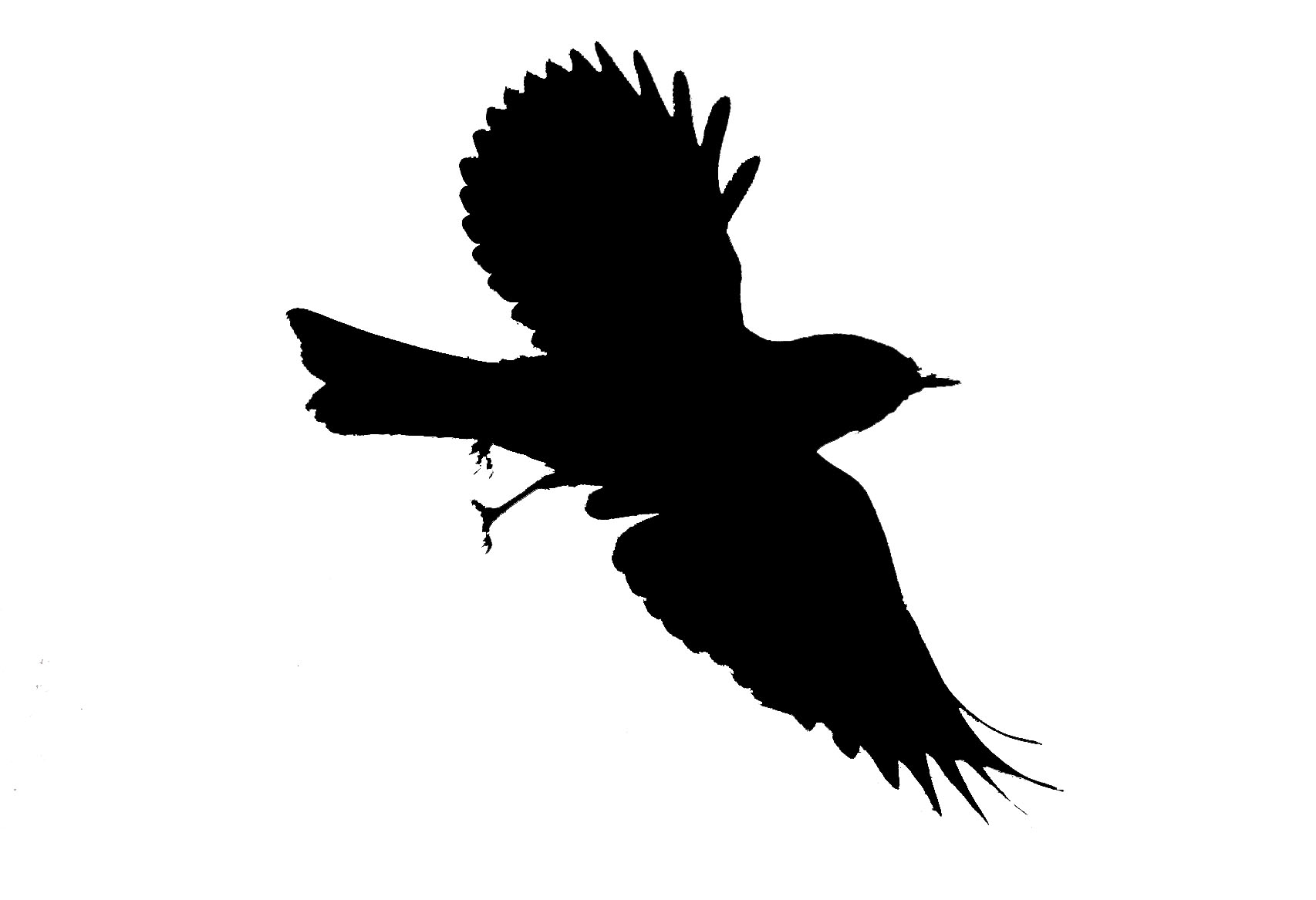 mockingbird flying silhouette