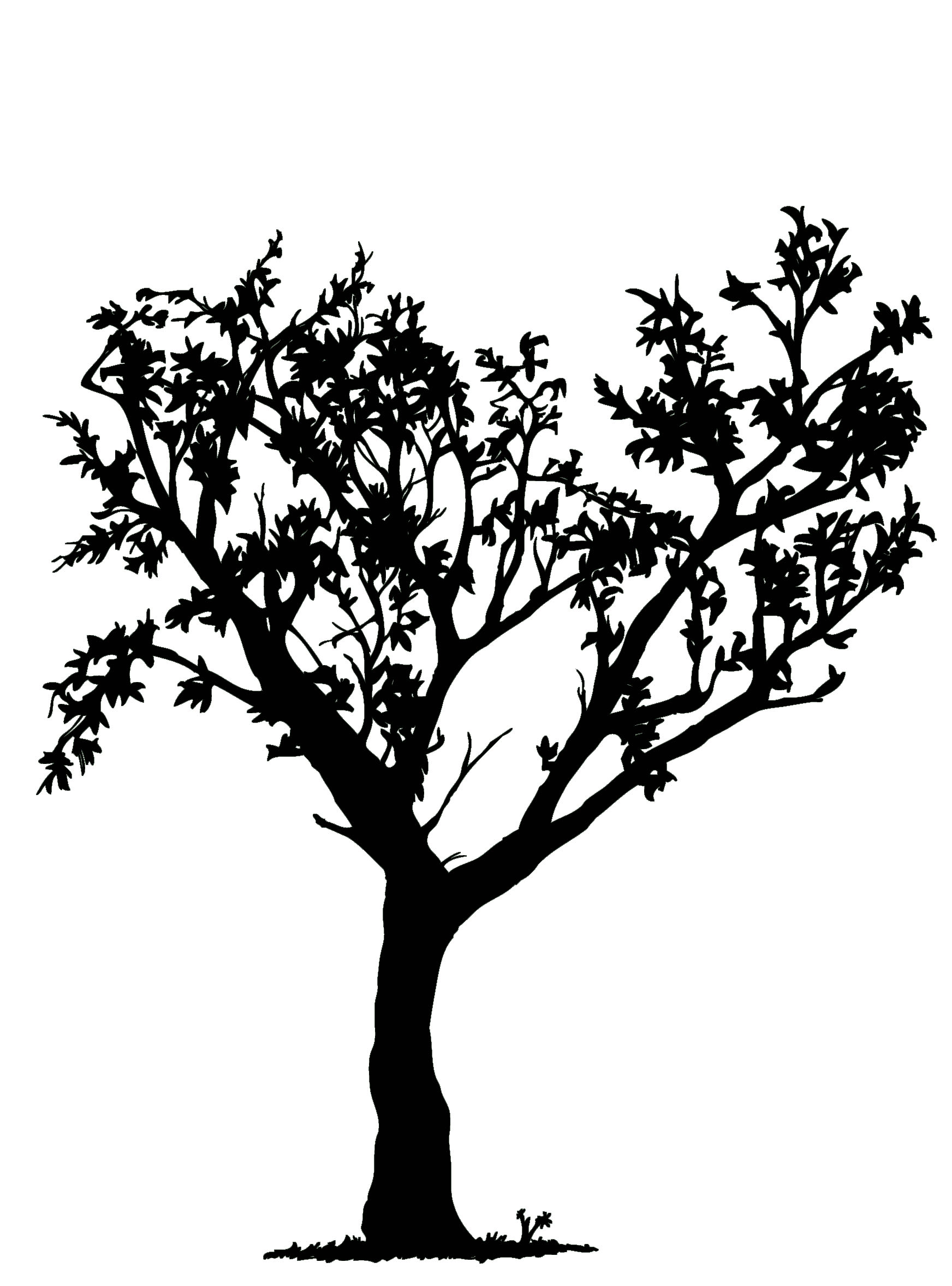 Simple Black And White Tree Drawing - Gallery