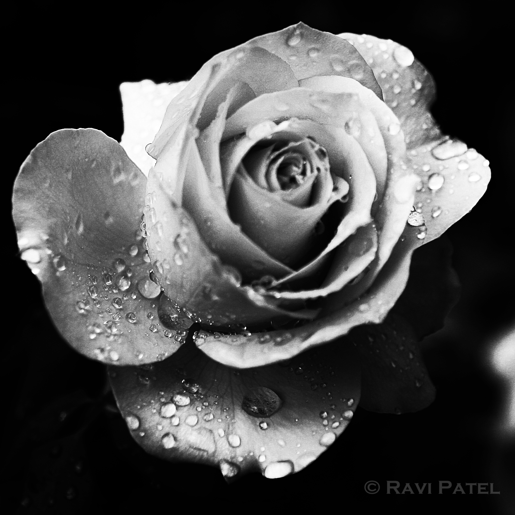Collection 91+ Pictures High Contrast Black And White Rose Photography ...