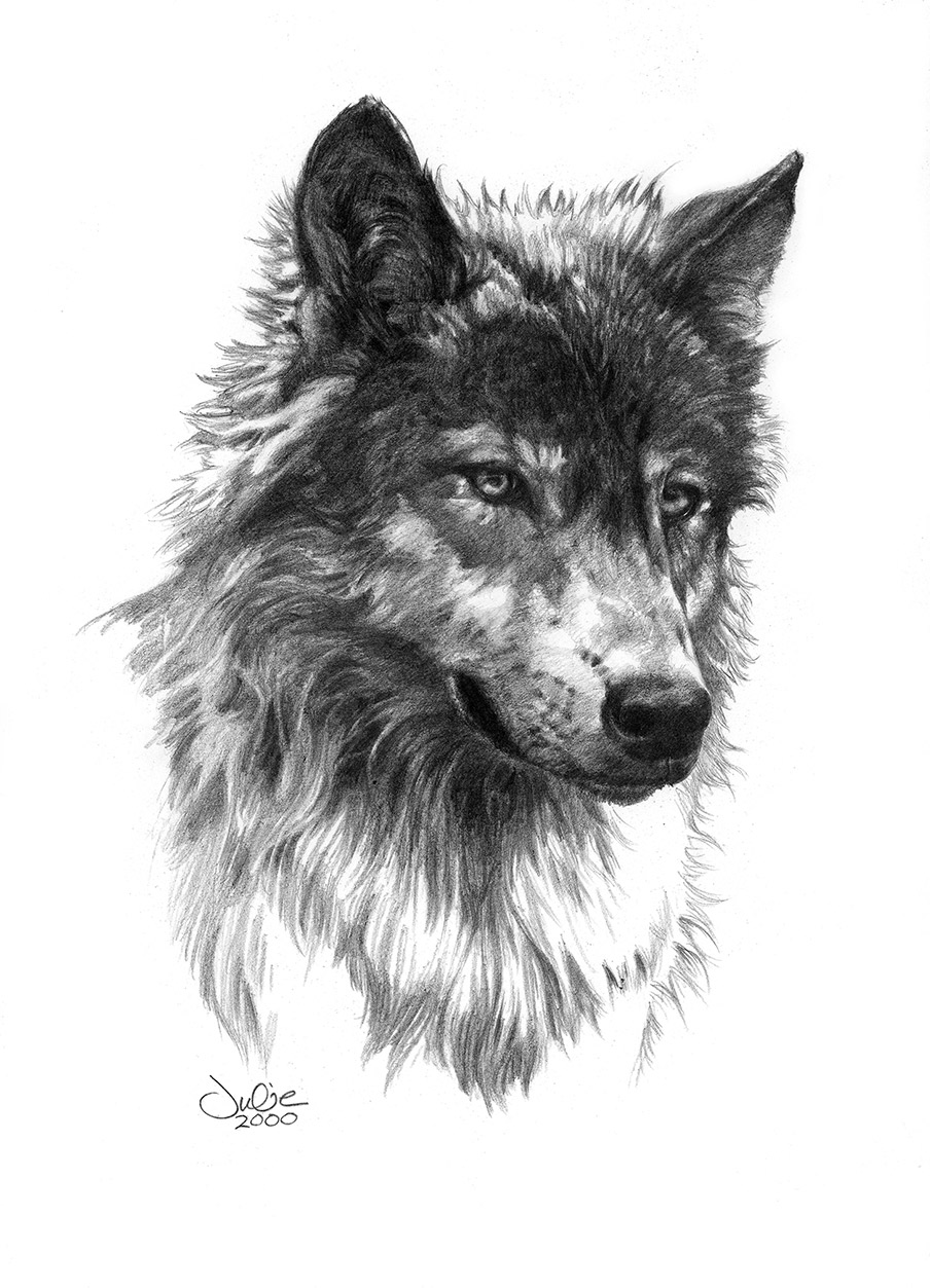 How to Draw a Wolf Head and Face  Simple 10Step Wolf Drawing Guide