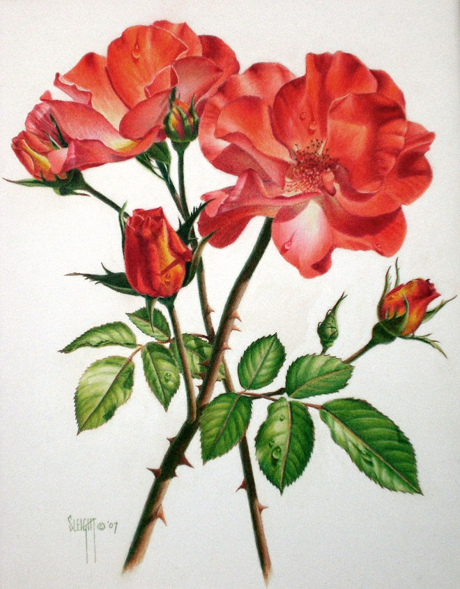 Explore 152+ Free Rose Flower Sketch Illustrations: Download Now - Pixabay