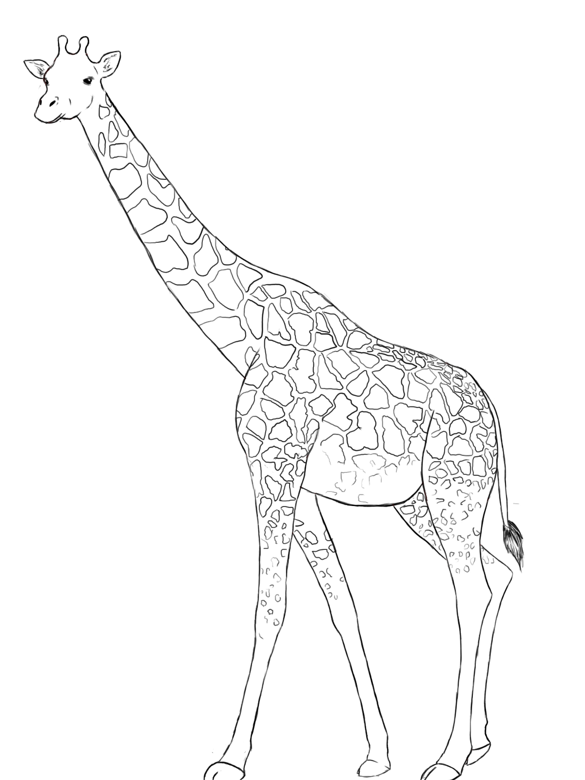 Giraffe Outline Drawing Giraffe Outline Drawing