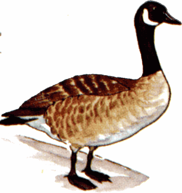 All Cliparts: Geese Clipart