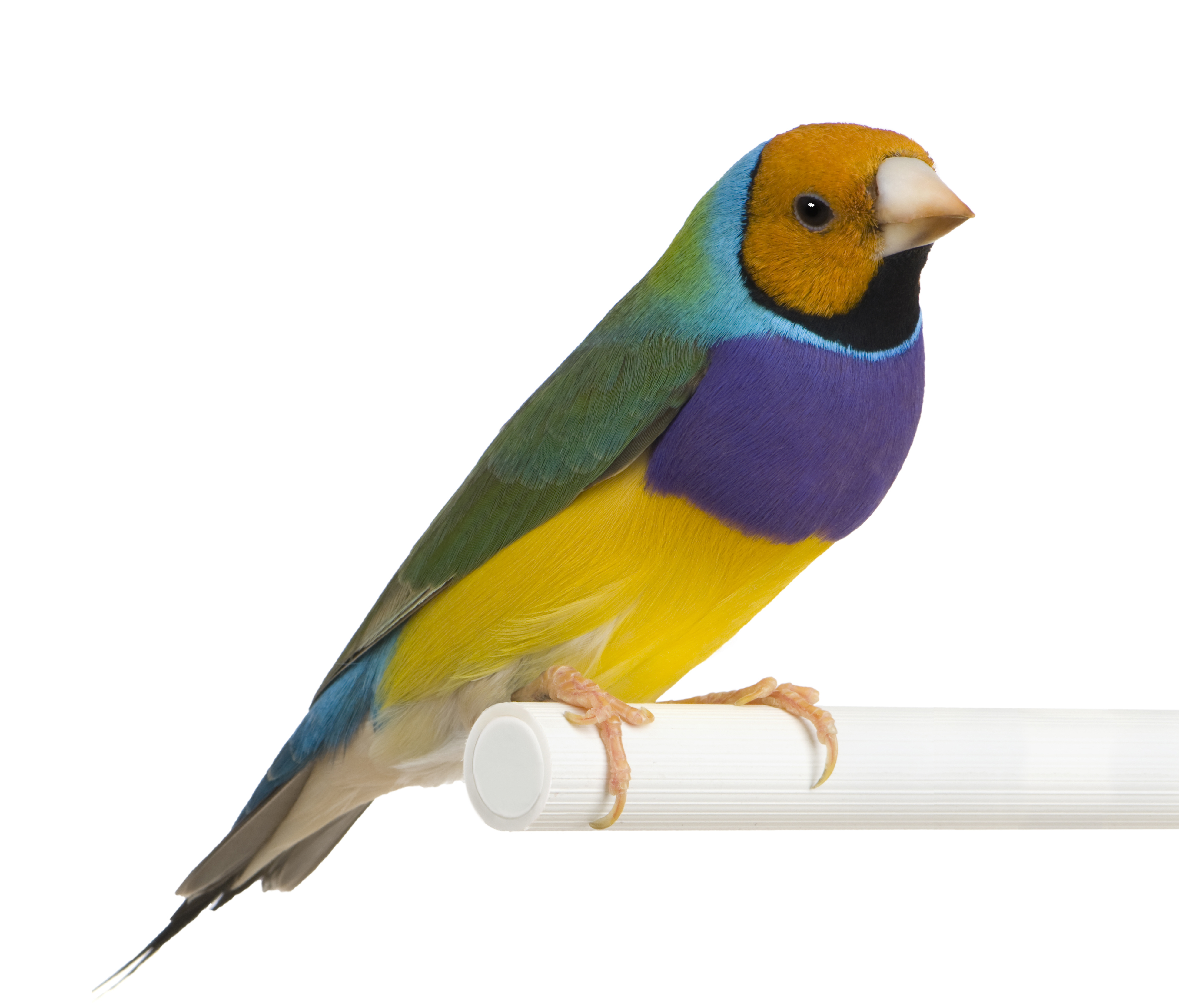 Gouldian Finch: The Rainbow Parrot of the Aviary | Care & Facts