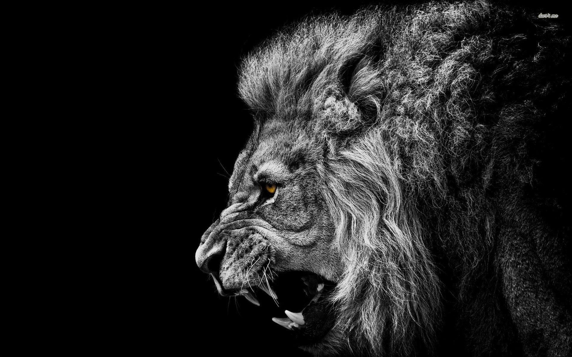 black lion wallpaper hd 1080p
