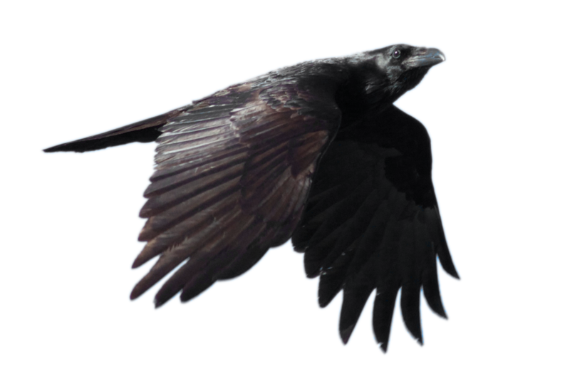 STOCK Common Raven Flying (with Alpha Layer) by netzephyr on 