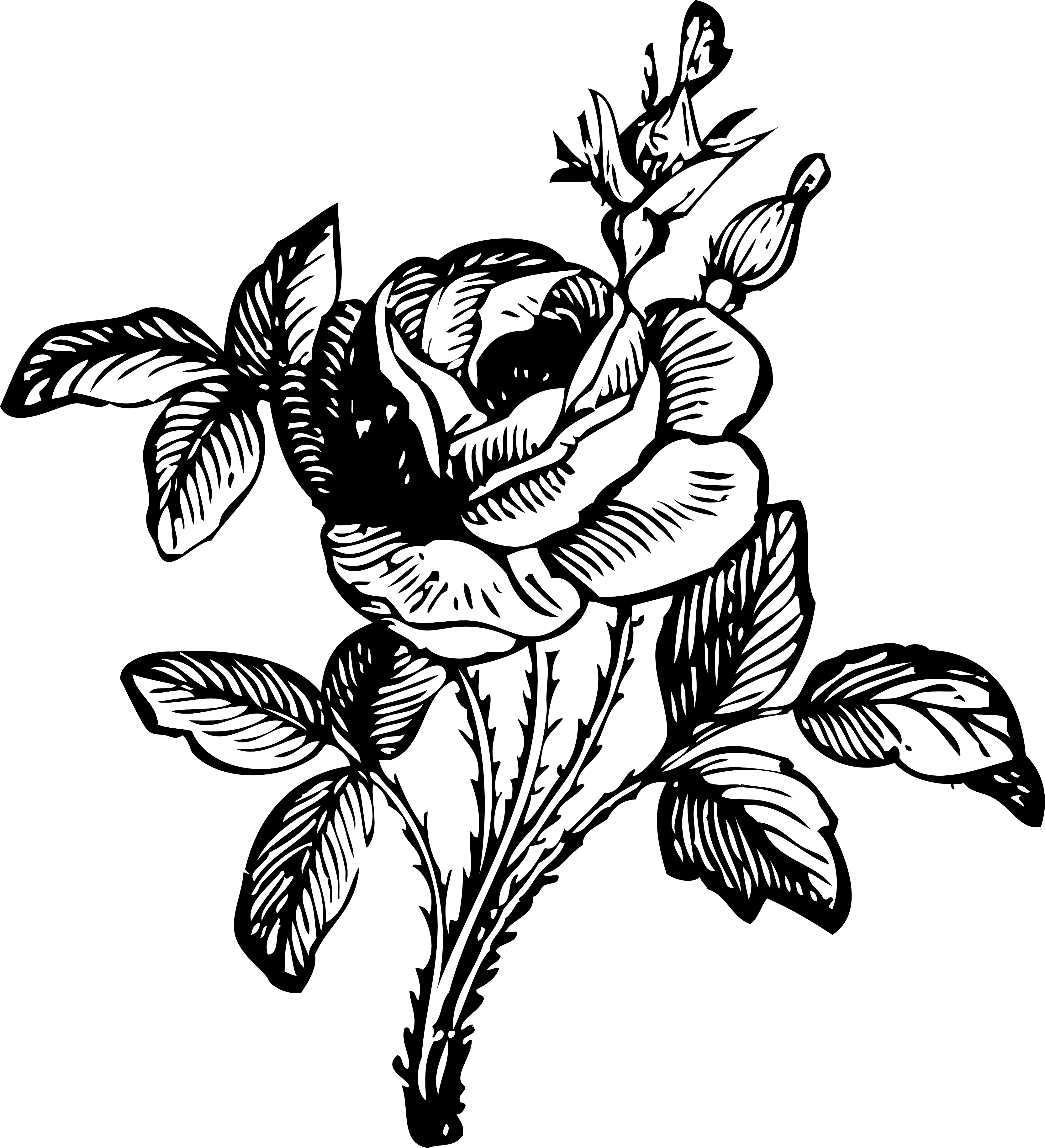 Rose Line Drawings - Clipart library