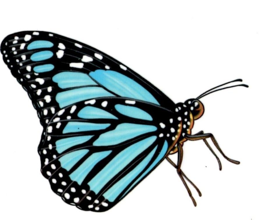 Blue Monarch Butterfly Tattoos Temporary Tattoo Black Blue 